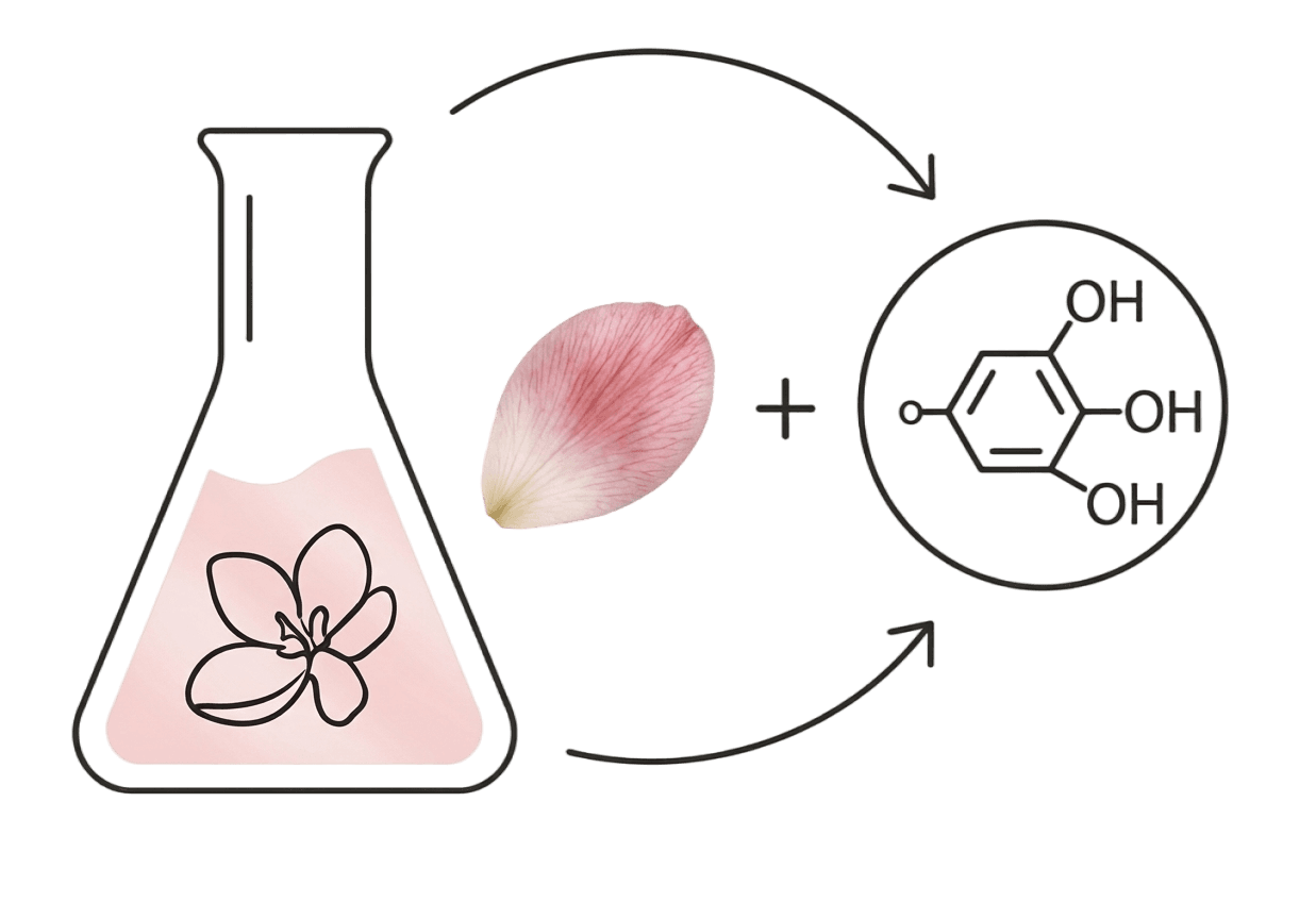 Illustration linking nature and science: flask with flower, rose petal, and molecular structure connected by arrows
